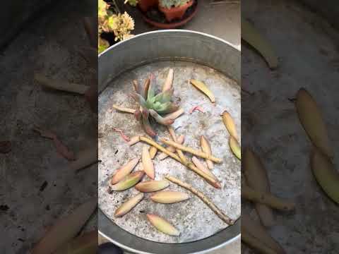 Let’s plant and propagate “Graptosedum Francesco Baldi”