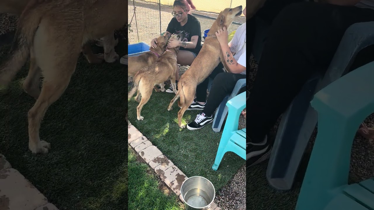 Enlarge Vita, a ADOPTABLE mixed breed in Gilbert, AZ video 4/4