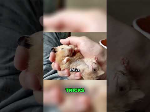 Ultimate Guide to Caring for Your Hamster  Tips & Tricks