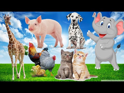 , title : 'Playful animals, playful animals: monkeys, cows, tigers, cats, dogs, horses'