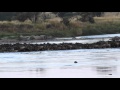Wildebeest crossing the Mara River - Luigi Stella