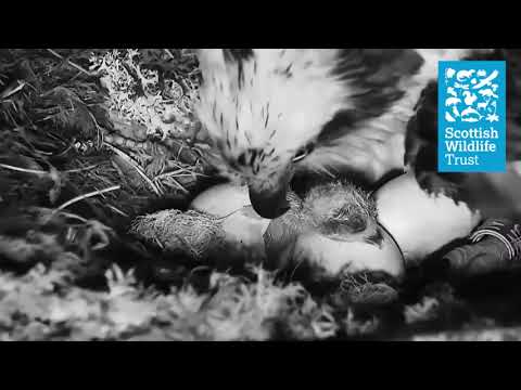 A closer look at our first chick - Loch of the Lowes osprey webcam (2021)