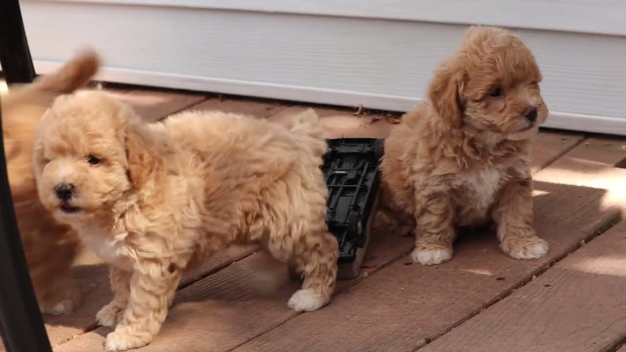 Bichpoo Puppies For Sale