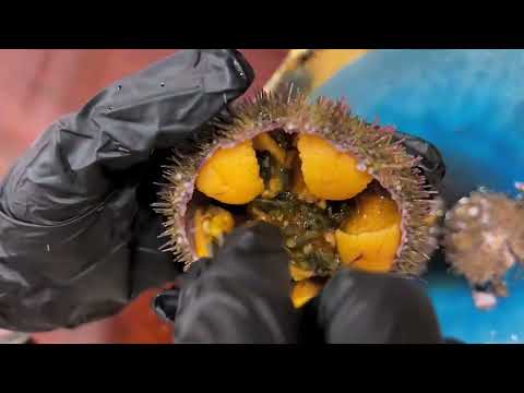 沉浸式体验海胆清理方法 Immersive experience of sea urchin cleaning methods