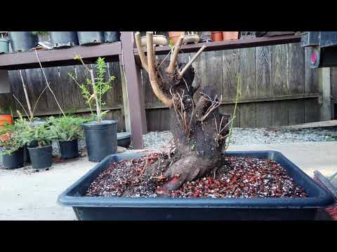 Prunus Bonsai tips: How to collect urban Yamadori MASSIVE flowering peach 4K