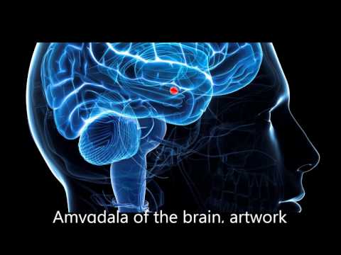 Frequencies to decrease activity in the Amygdala Stage1