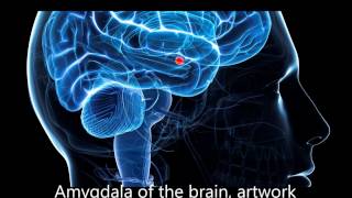 Frequencies to decrease activity in the Amygdala Stage1