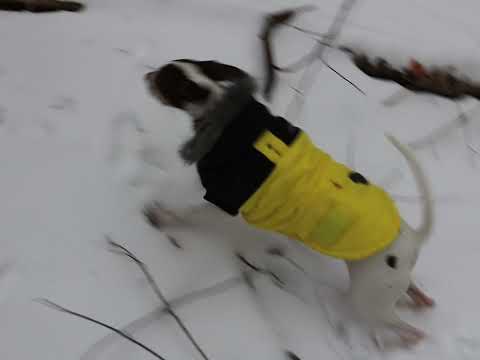Remi, 7 month old Barilla pointer hunting in December.