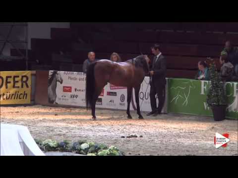 1st Place N.79 ESPRESSIVO - Wels 2015 - Int. Sr Stallions Championship (Class 24)