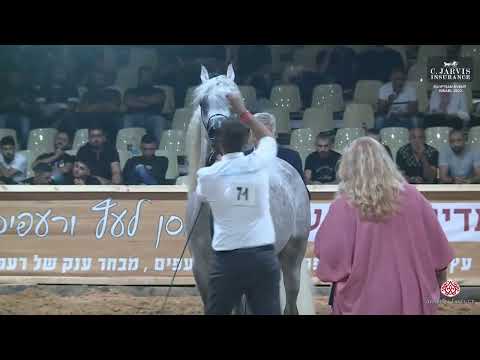 N 71 SARAB AA   Egyptian Event Israel 2023   Colts 3 Years Old Class 8