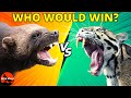 WOLVERINE vs CLOUDED LEOPARD Who Would Win?