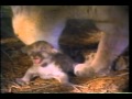 Adorable Baby Lion Cubs Roar
