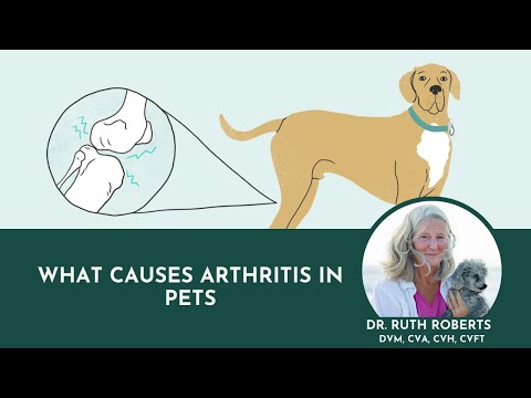 Dr. Ruth Live - What Causes Arthritis in Pets