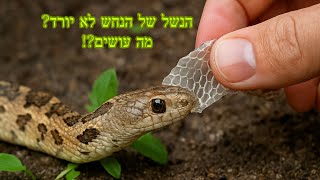 נחש תקוע בנשל?