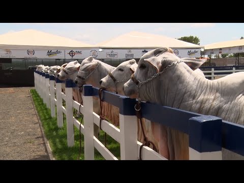 Exposição de animais de alto padrão chamam atenção em Feira de Piracuruca 19 11 2022