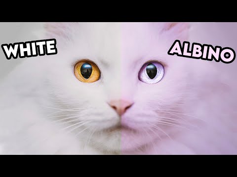 White Cats vs Albino Cats - You Won't Believe How Different They Are!