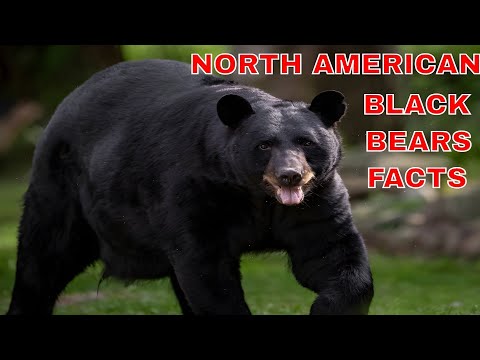 TOP 15 INTERESTING FACTS ABOUT NORTH AMERICAN BLACK BEARS