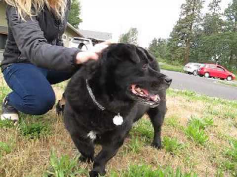Baxter, an adopted Basset Hound & Chow Chow Mix in Hood River, OR_image-1
