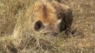 preview picture of video 'Safari in the Masai Mara near Keeorok Lodge, Kenya'