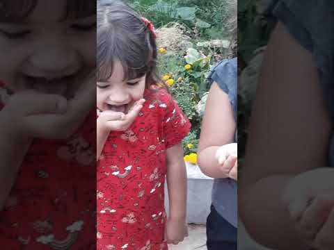 Larissa Comendo Formiga Na Casa Do Vovô 🤣🤣 #shorts