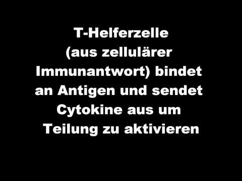 humorale Immunantwort (Facharbeit)