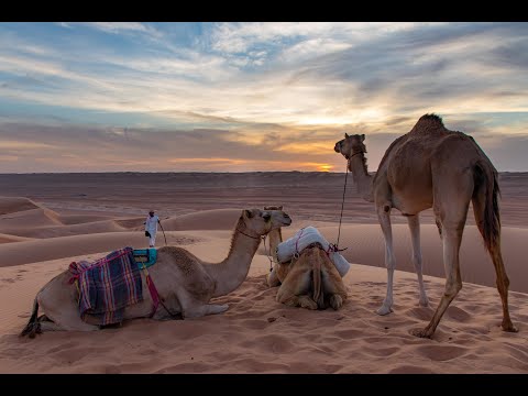 Camel Safari in Oman 🐪 | Ride Through the Golden Wahiba Sands