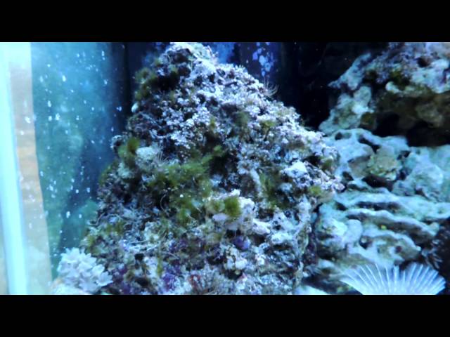 How Quickly Can a Healthy Reef Tank Eliminate Hair Algae?