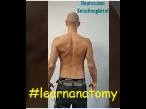 Anatomy basics 15, Anatomie f. Anfänger 15, Bewegungen Schultergürtel,  #learnanatomy