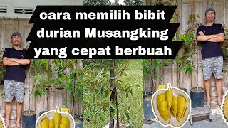 Download lagu CARA MEMILIH BIBIT DURIAN MUSANGKING YANG CEPAT BERBUAH - momomio garden mp3