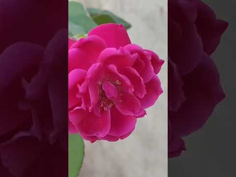 A #beautiful #fresh #redrose #flower #bloom in my #home #garden #petals #nature #red #macro #rose