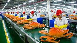 Inside the Crab Factory – (Full Process) How Luxury Seafood Is Made
