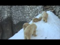 Simona and her triplet cubs enjoy themselves on ...