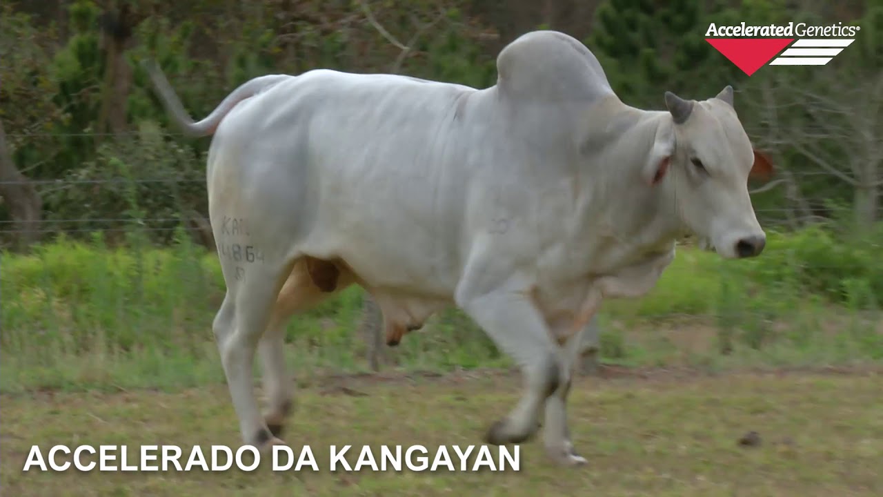 Vídeo ACCELERADO DA KANGAYAN