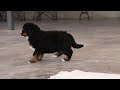 Bernese Mountain Dog dogs for sale: Sadie - Video 1