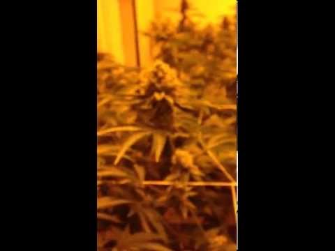 OG Kush Grow Room 6 Weeks In