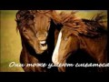 Vidmo Org Film Pro Loshadejj 188510 2000000