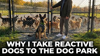 How To Fix Reactivity By GOING TO the Dog Park