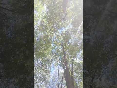 wind sound in nature