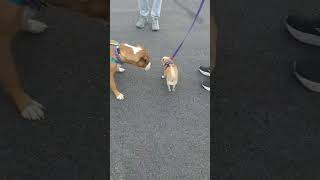 Video preview image #1 Bullboxer Pit Puppy For Sale in Westmont, IL, USA