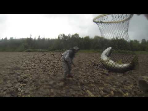 Jaskan 2,5 kg taimen