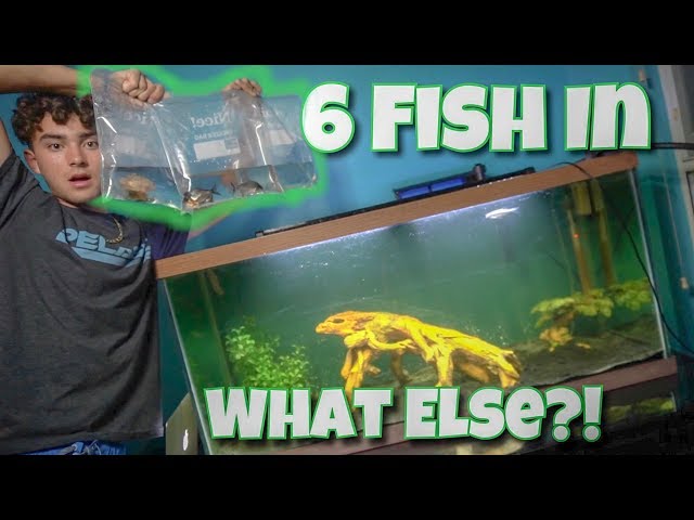 AQUARIUM FISH Are In!!! *HUGE TANK*