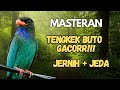 MASTERAN TENGKEK BUTO GACOR SUARA JERNIH SPEED RAPAT JEDA