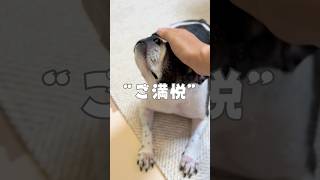 ご満悦   #vlog #dog #animals #フレンチブルドッグ #shorts