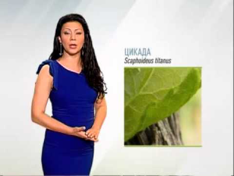 Zelena prognoza, 2.6.2015. - O cikadama  u vinovoj lozi