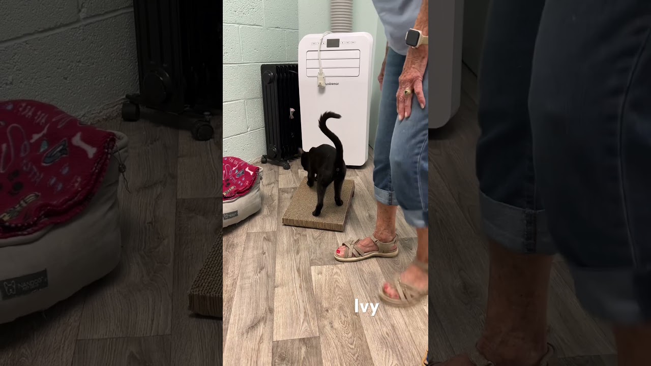Enlarge Ivy, a Adoptable Domestic Short Hair in Mobile, AL video 4/4