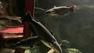 Dans L’aquarium