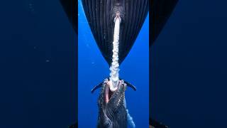 Download lagu Whale Milk Is So Thick… It Won’t Even Dissolve in the Ocean #shortvideo mp3