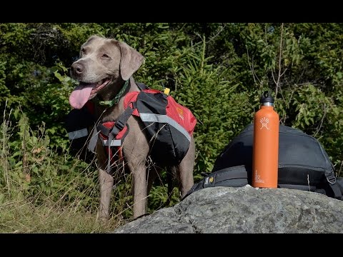 mountainsmith dog bed