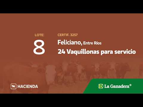 Lote Vaquillonas para servicio en Feliciano