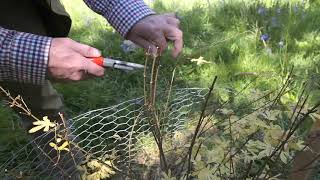 Dealing with dieback/scorching in Japanese maples